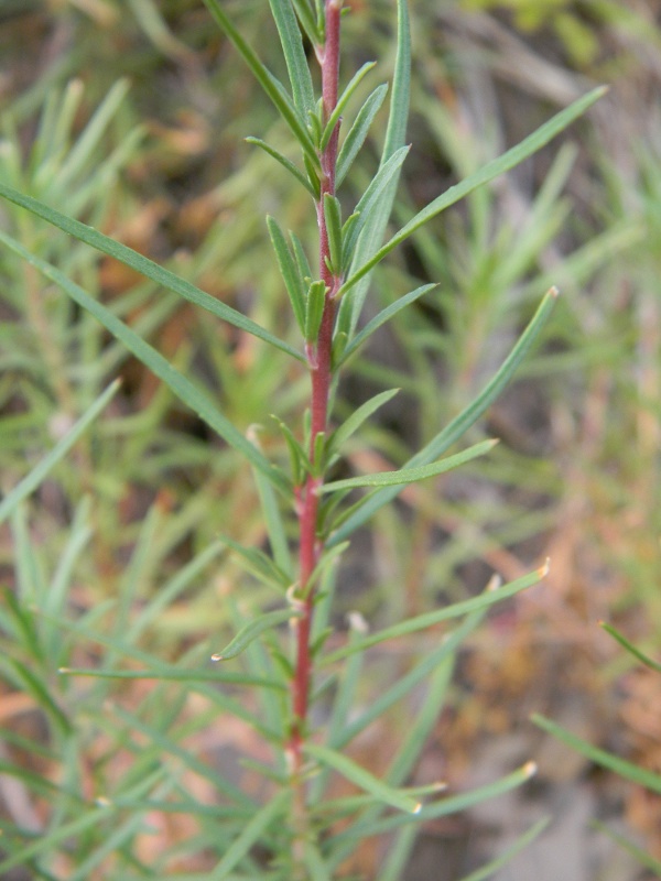 Chamaenerion dodonaei (ex Epilobium dodonaei) / Garofanino di Dodonaeus