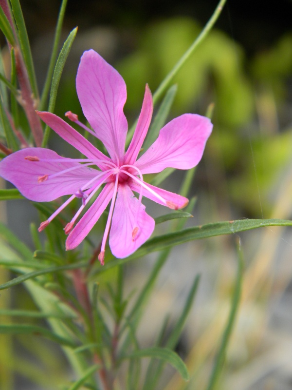 Chamaenerion dodonaei (ex Epilobium dodonaei) / Garofanino di Dodonaeus