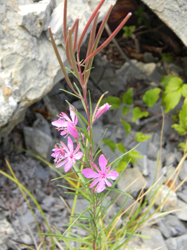 Chamaenerion dodonaei (ex Epilobium dodonaei) / Garofanino di Dodonaeus