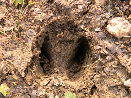 Chi ha lasciato queste impronte ?Capriolo