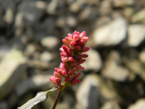 Persicaria maculosa