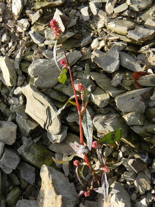 Persicaria maculosa