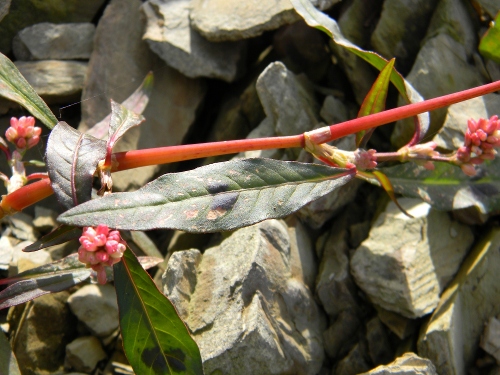 Persicaria maculosa