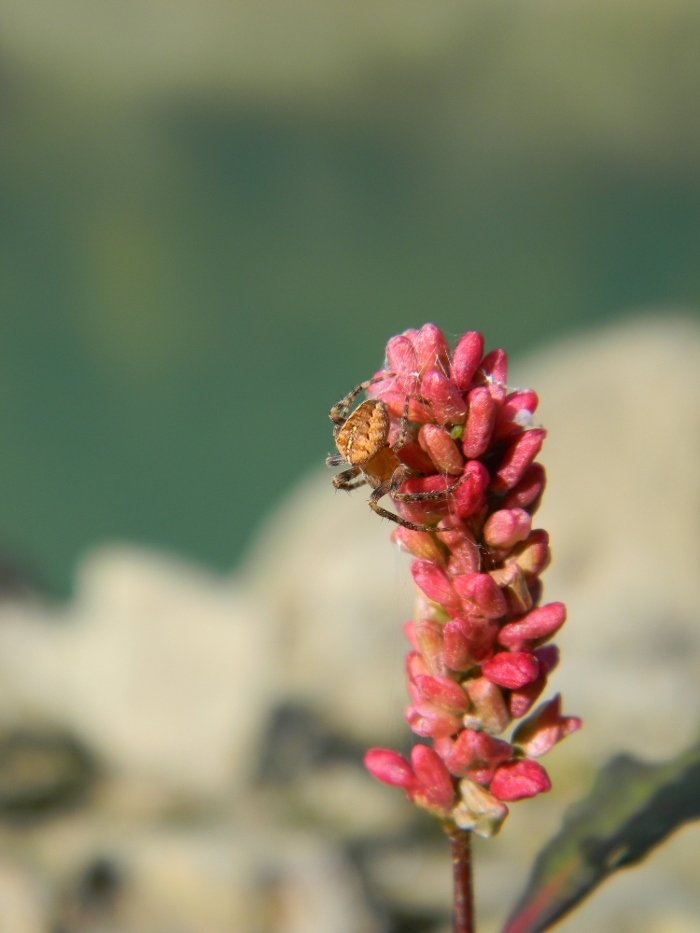 Araneus diadematus