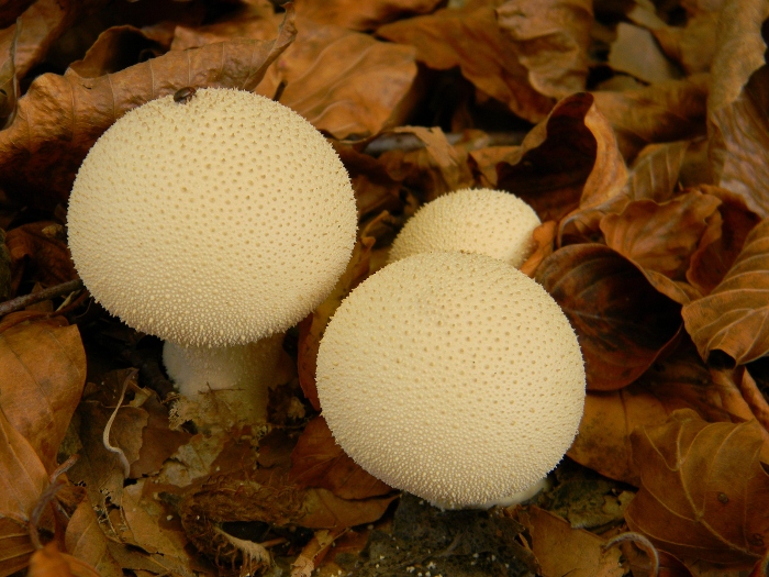 Lycoperdon perlatum ?