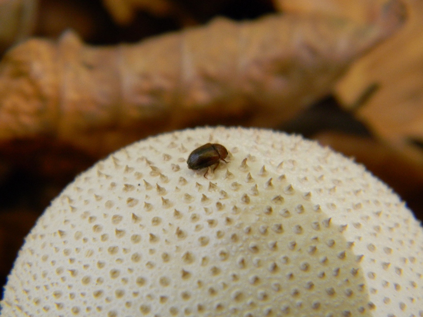 Lycoperdon perlatum ?