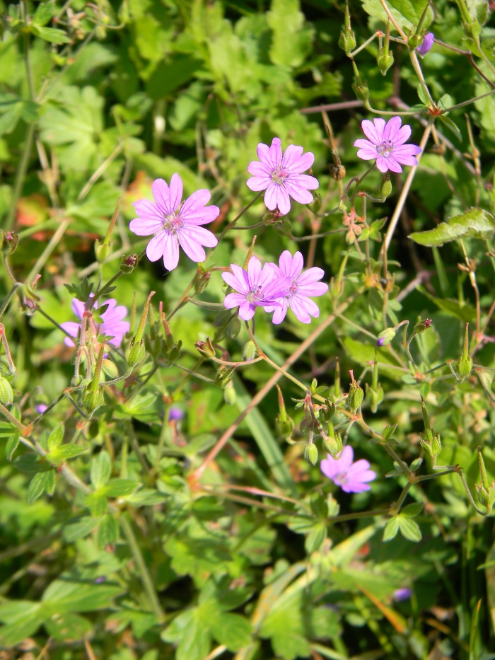 Geranium pyrenaicum / Geranio dei Pirenei