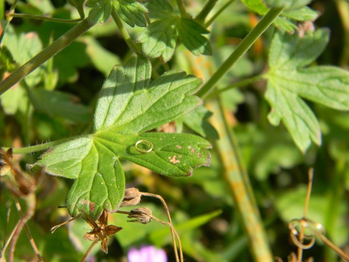 Geranium pyrenaicum / Geranio dei Pirenei