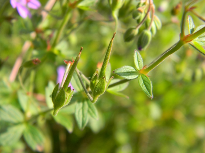 Geranium pyrenaicum / Geranio dei Pirenei