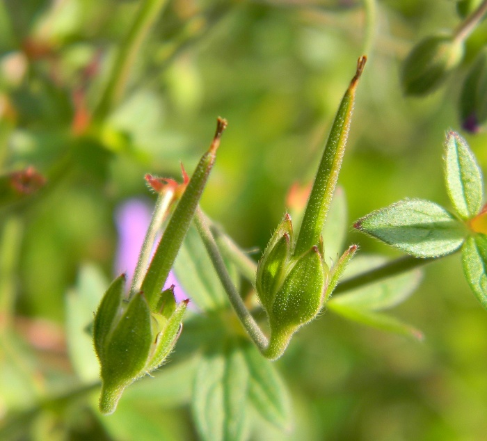 Geranium pyrenaicum / Geranio dei Pirenei