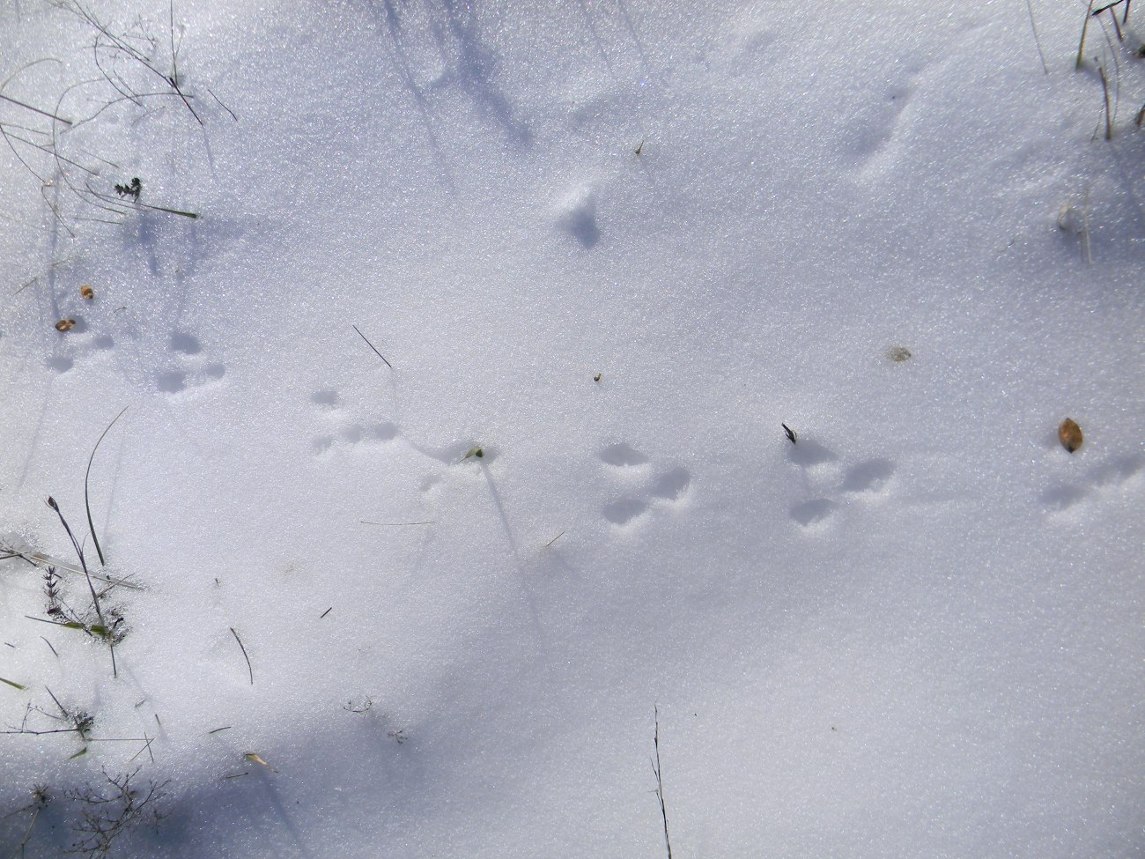 Impronte sulla neve: Scoiattolo