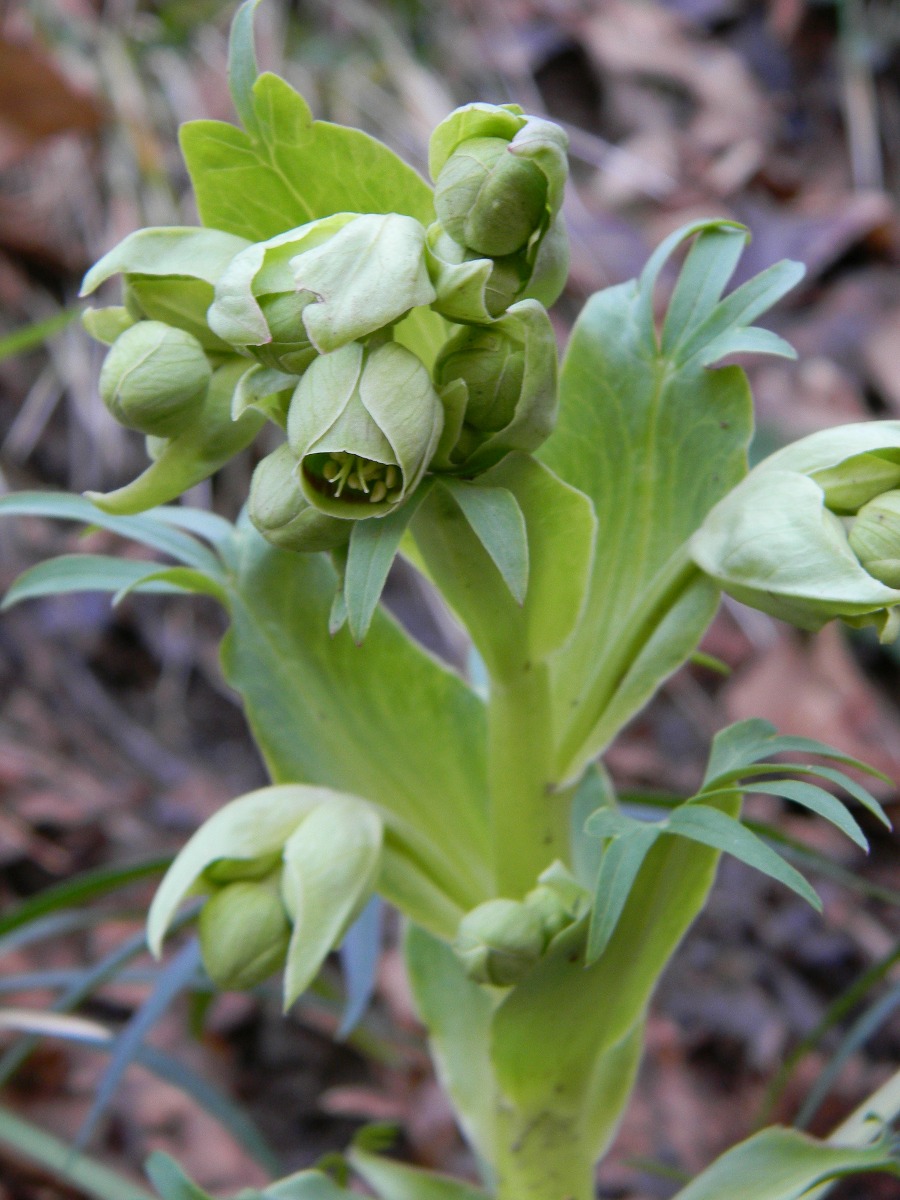 Helleborus foetidus