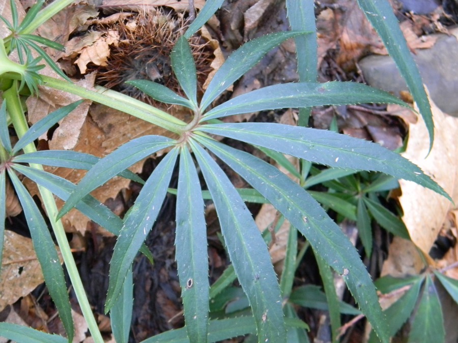 Helleborus foetidus