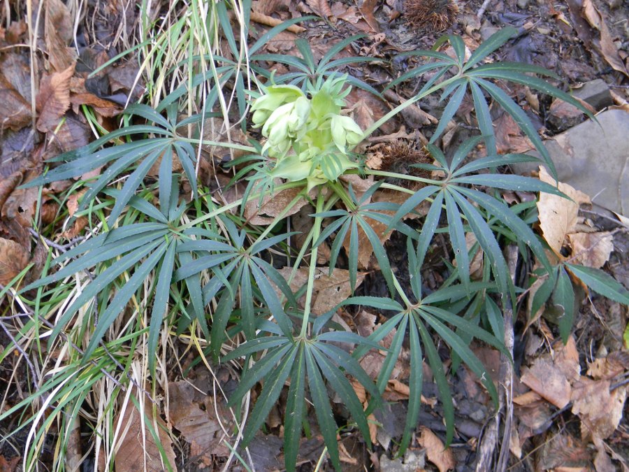 Helleborus foetidus