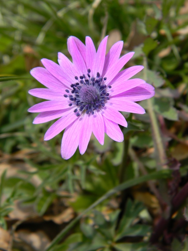 Anemone hortensis