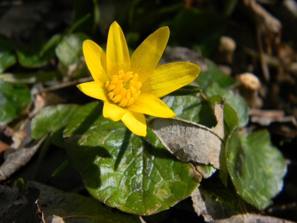 Ranunculus ficaria