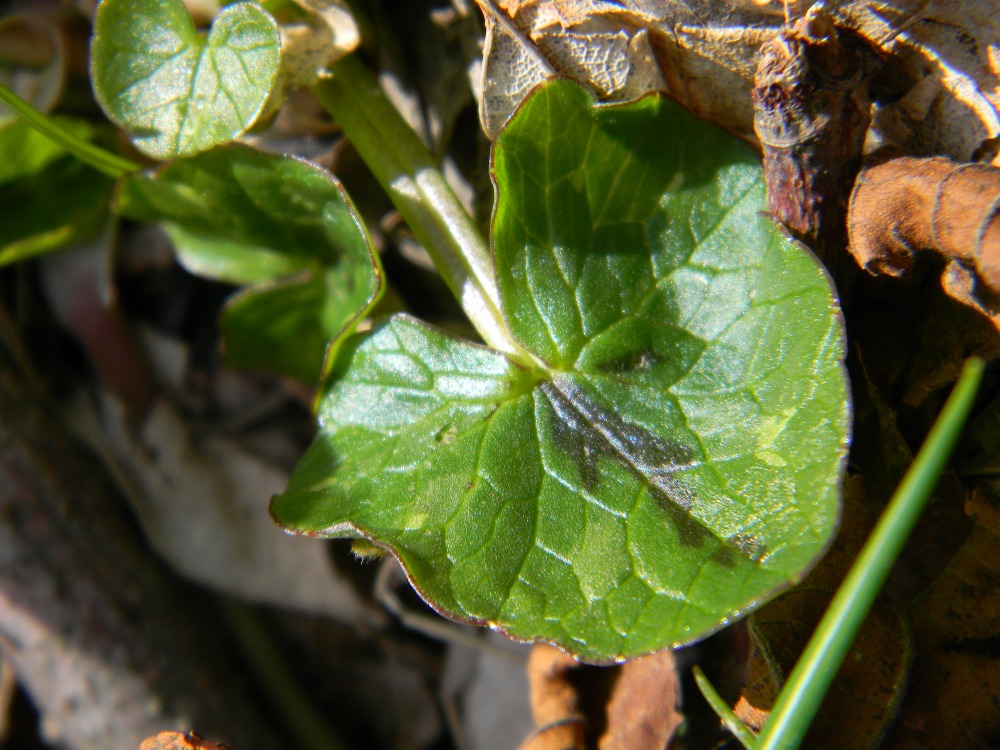 Ranunculus ficaria