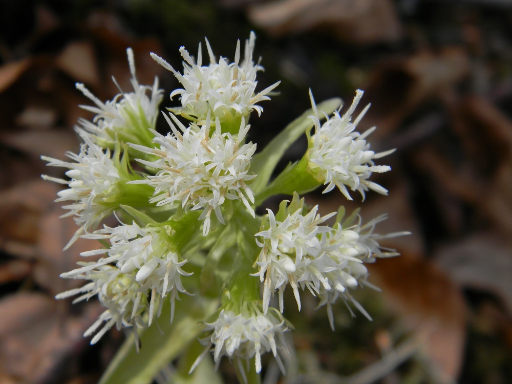 Petasites albus