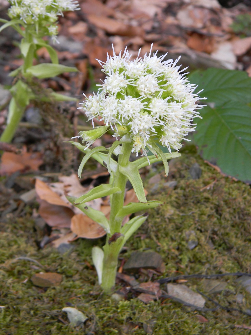 Petasites albus