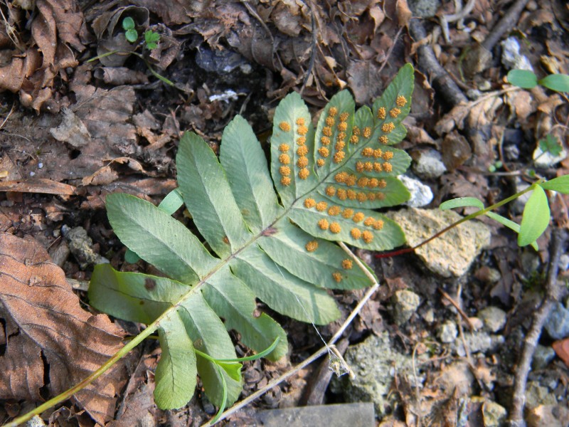 Polypodium sp. , Natura Mediterraneo | Forum Naturalistico