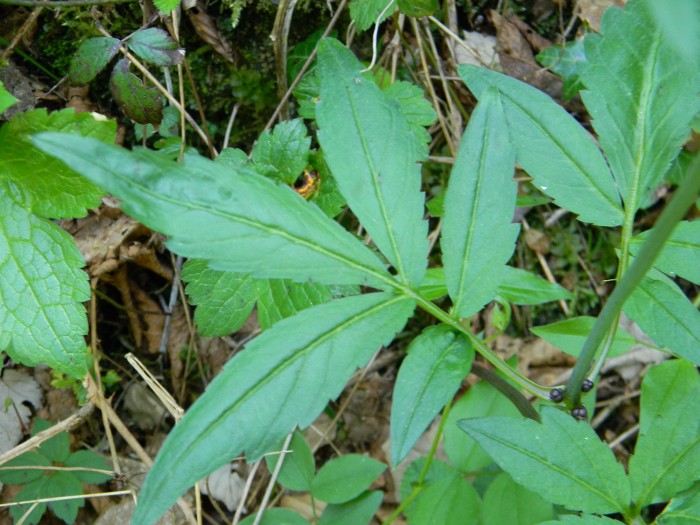 Cardamine bulbifera