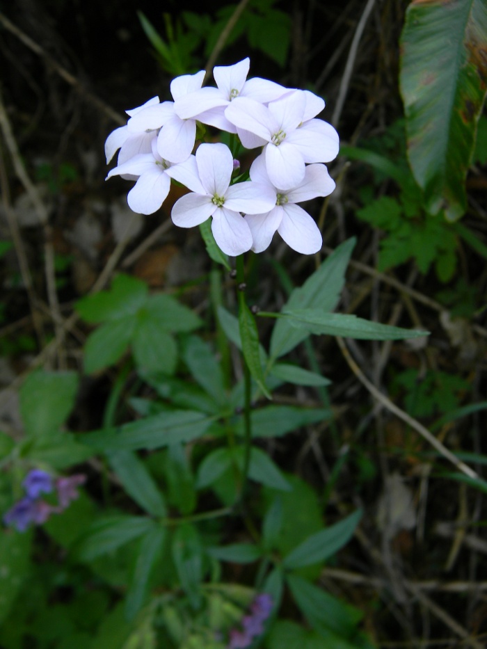 Cardamine bulbifera