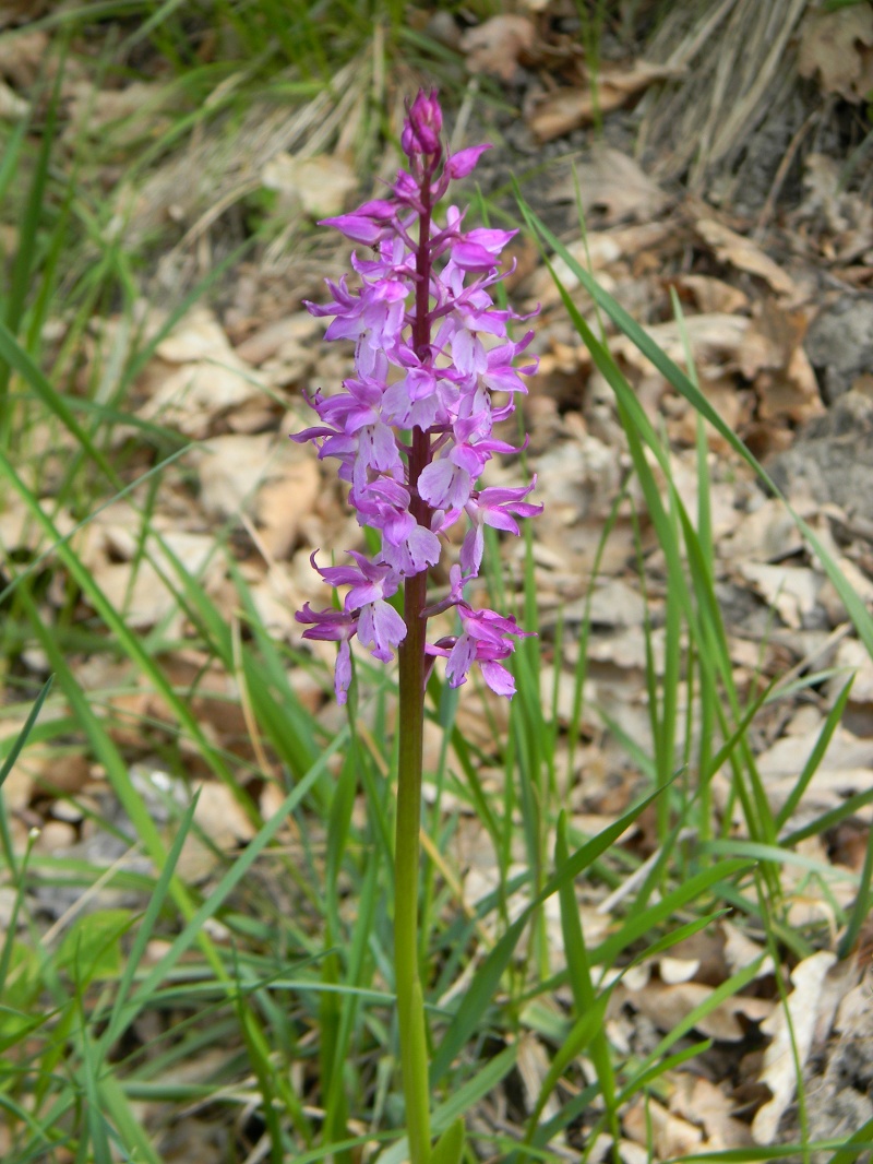 Orchis mascula ?