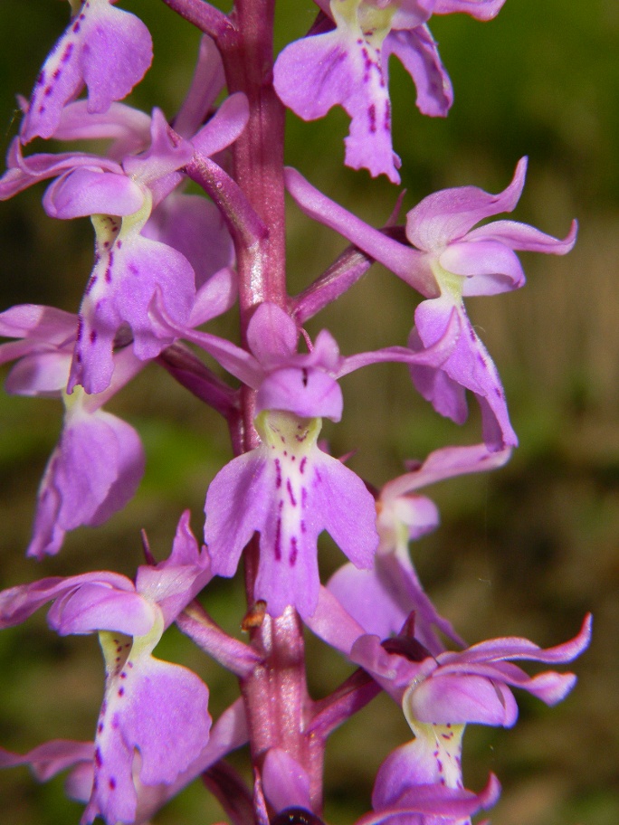 Orchis mascula ?