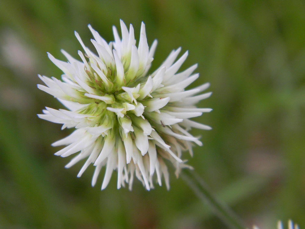 Trifolium montanum / Trifoglio rupestre