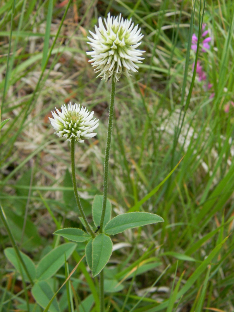 Trifolium montanum / Trifoglio rupestre