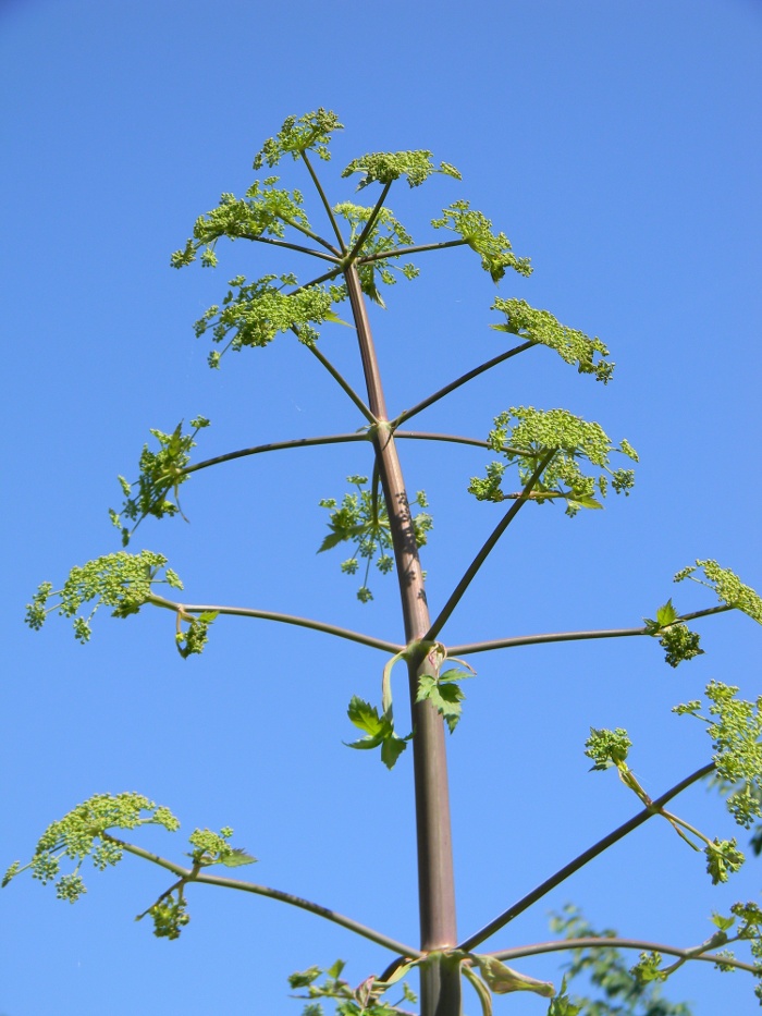 Tommasinia verticillaris / Imperatoria di Tommasini