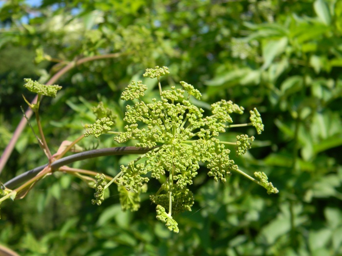 Tommasinia verticillaris / Imperatoria di Tommasini