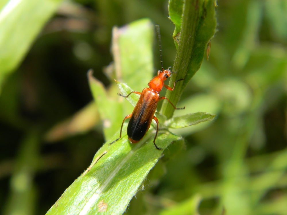 Rhagonycha fulva (Cantharidae)