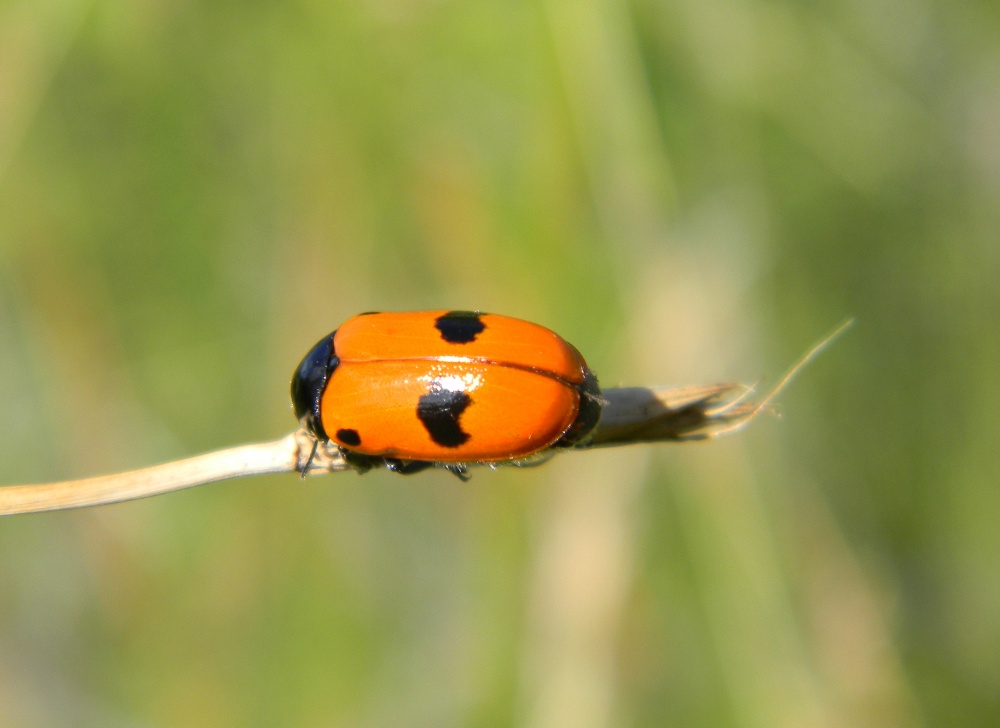 Clytra laeviuscula(?)