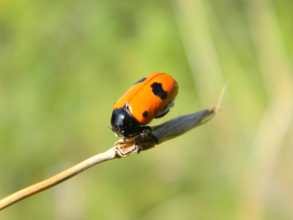 Clytra laeviuscula(?)