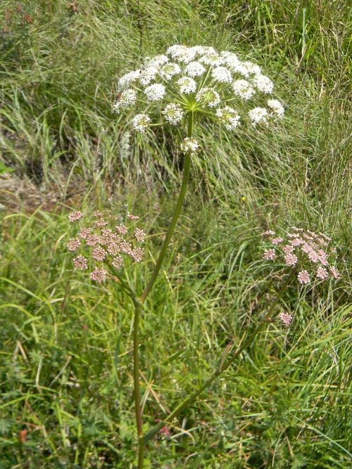 Seseli libanotis / Finocchiella maggiore