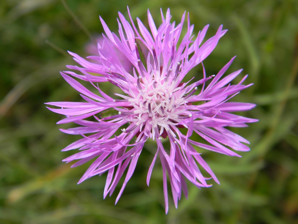 Centaurea jacea subsp. gaudinii / Centaurea di Gaudin