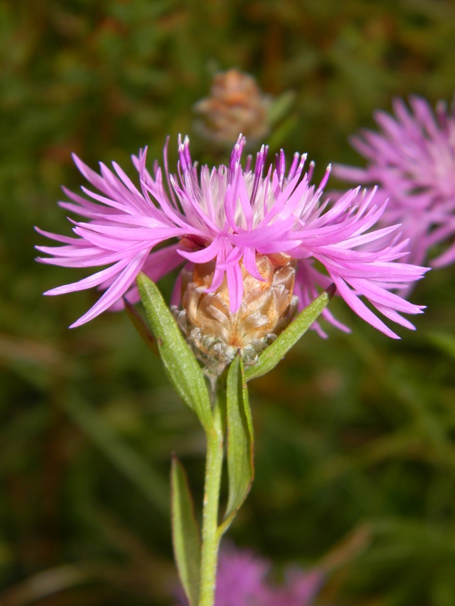 Centaurea jacea subsp. gaudinii / Centaurea di Gaudin