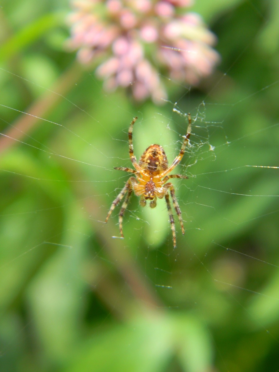 Araneus diadematus