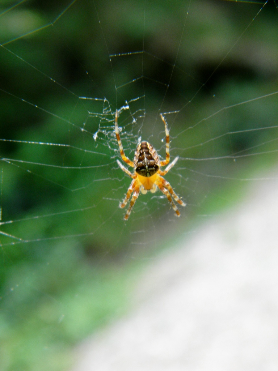 Araneus diadematus