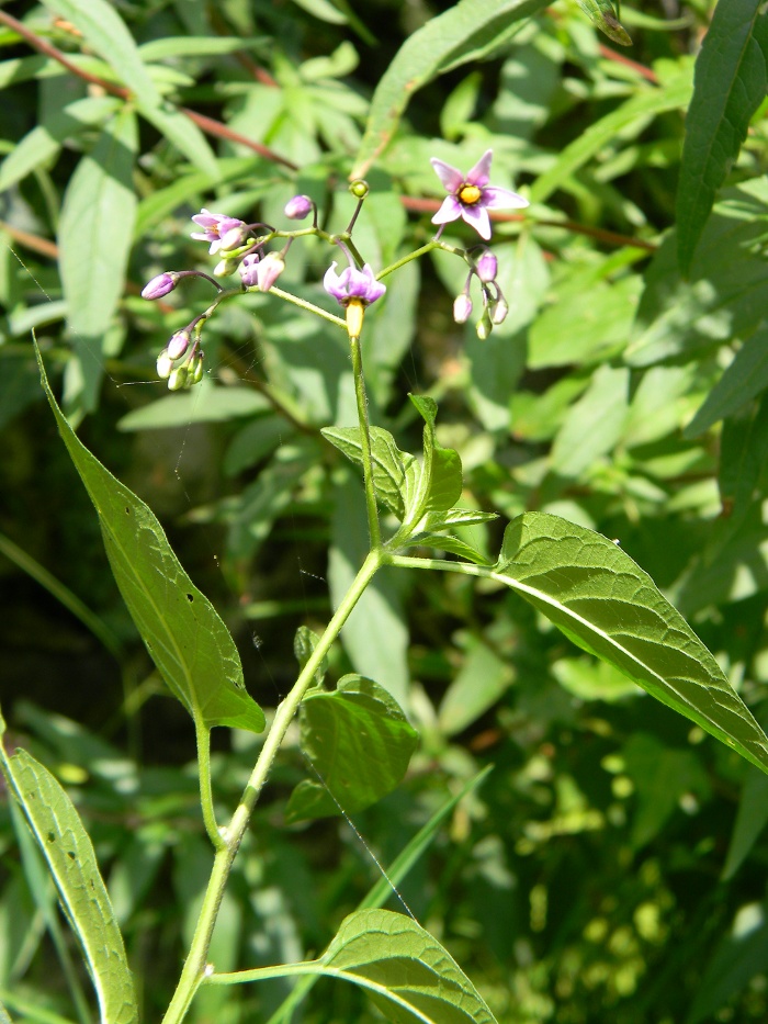 Solanum dulcamara