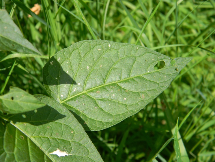 Solanum dulcamara