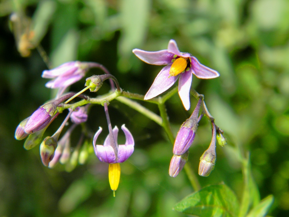 Solanum dulcamara