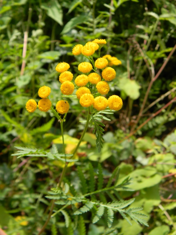 Tanacetum vulgare