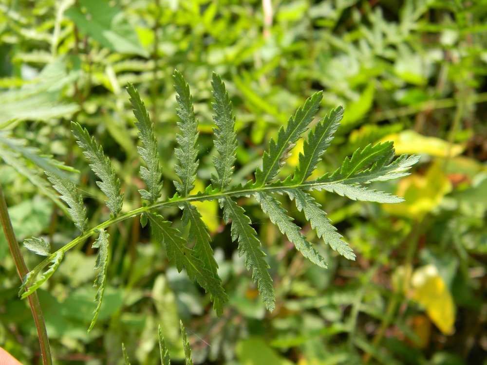 Tanacetum vulgare