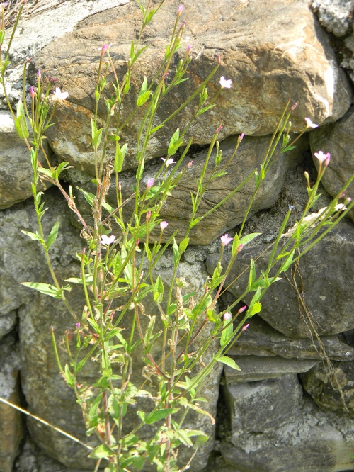 Epilobium sp.