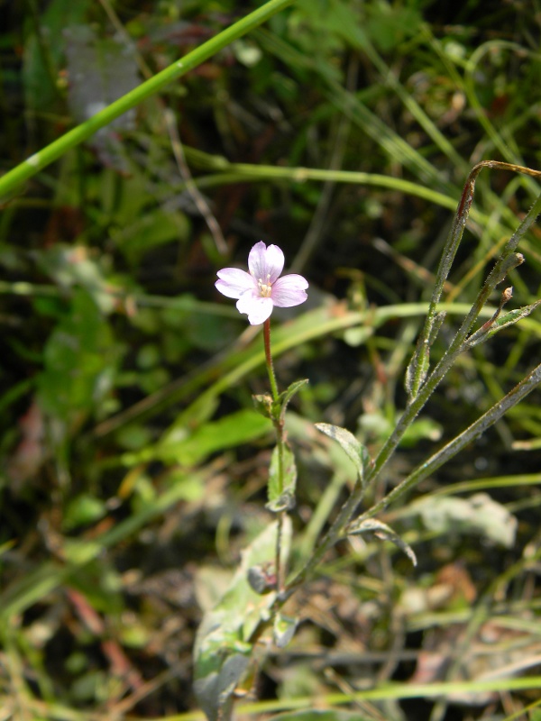 Epilobium sp.