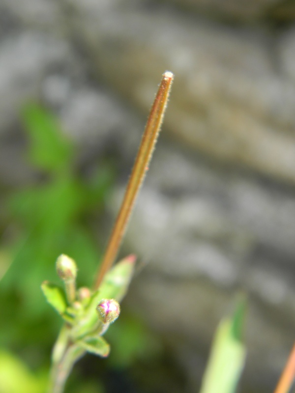 Epilobium sp.