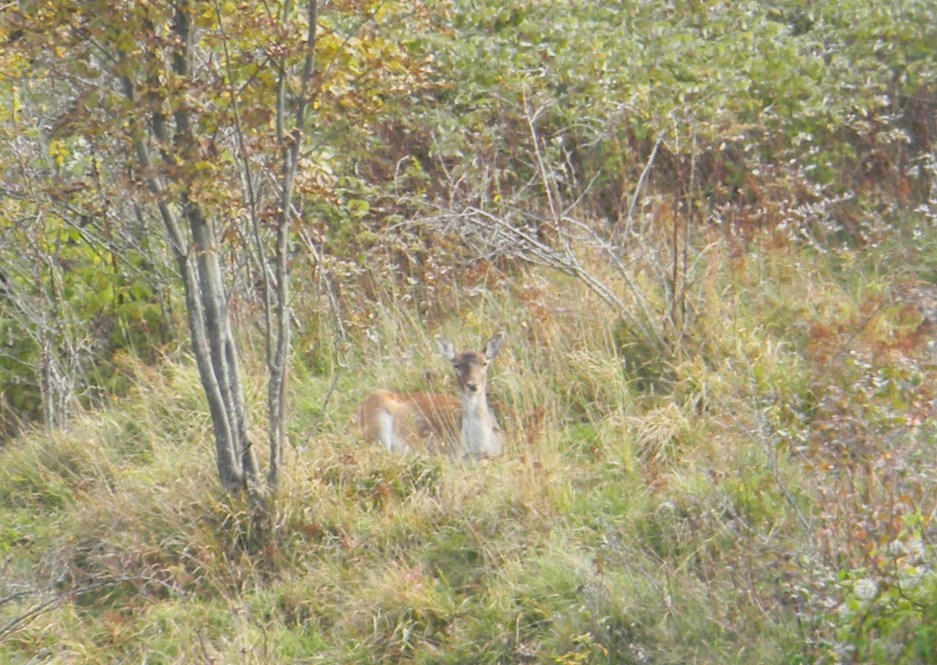 Ottobre al Lago del Brugneto