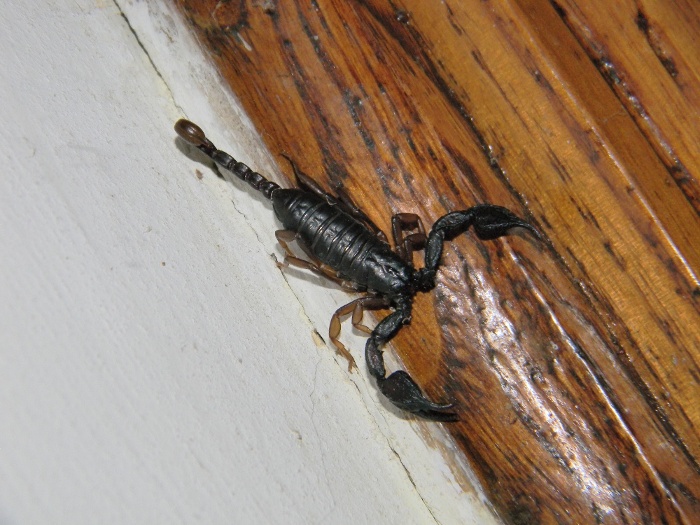 Euscorpius cf. italicus